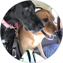 Chris Vaughn profile picture